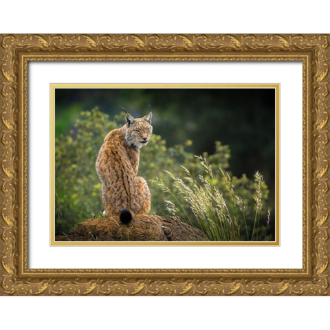 Wild Look. Gold Ornate Wood Framed Art Print with Double Matting by Saavedra Ruiz, Sergio