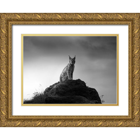 Lynx Drama. Gold Ornate Wood Framed Art Print with Double Matting by Saavedra Ruiz, Sergio