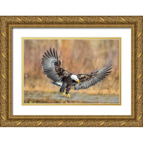 Eagle Flight Gold Ornate Wood Framed Art Print with Double Matting by Centioli, Mike