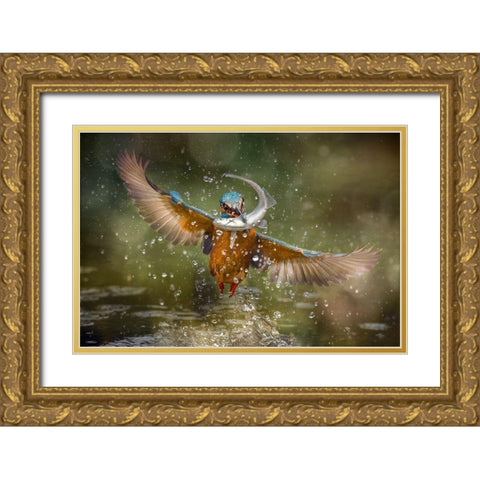 Kingfisher Gold Ornate Wood Framed Art Print with Double Matting by Ghizzi Panizza, Alberto