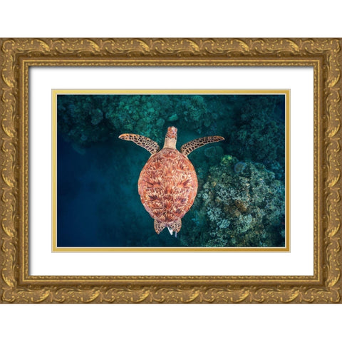 Flying Over The Reef Gold Ornate Wood Framed Art Print with Double Matting by Gabriel, Barathieu