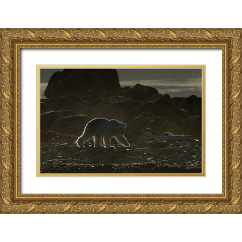 Golden Bear Gold Ornate Wood Framed Art Print with Double Matting by Pelissier, Marc