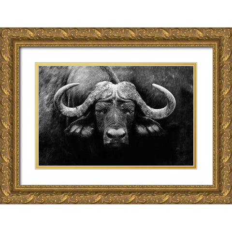 The Stare Gold Ornate Wood Framed Art Print with Double Matting by Wildphotoart