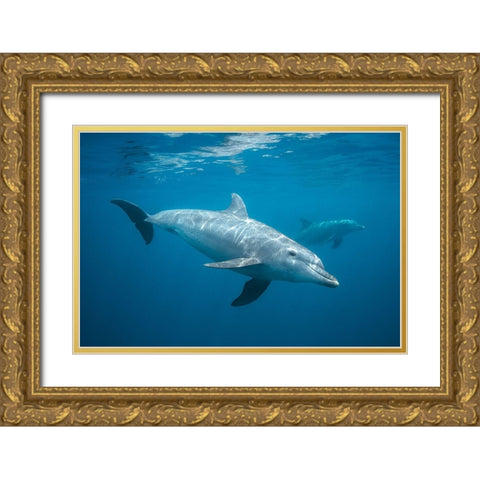 Curious Dolphin Gold Ornate Wood Framed Art Print with Double Matting by Gabriel, Barathieu
