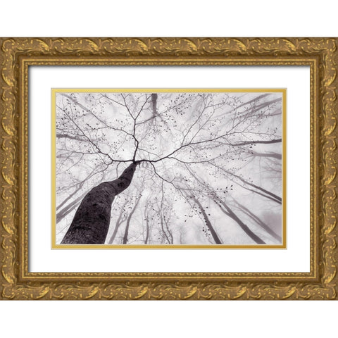 A View Of The Tree Crown Gold Ornate Wood Framed Art Print with Double Matting by Pavlasek, Tom