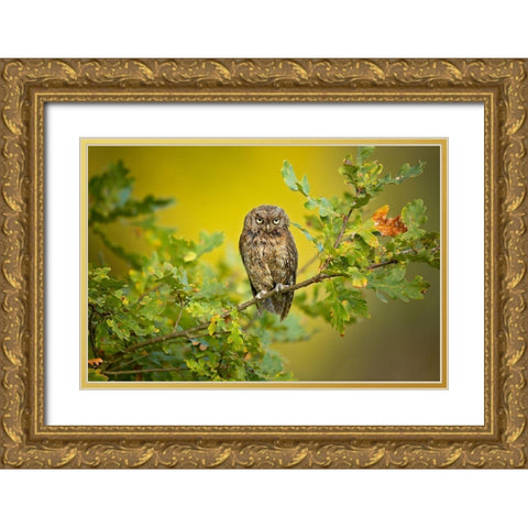 Eurasian Scops Owl Gold Ornate Wood Framed Art Print with Double Matting by Zygmunt, Milan
