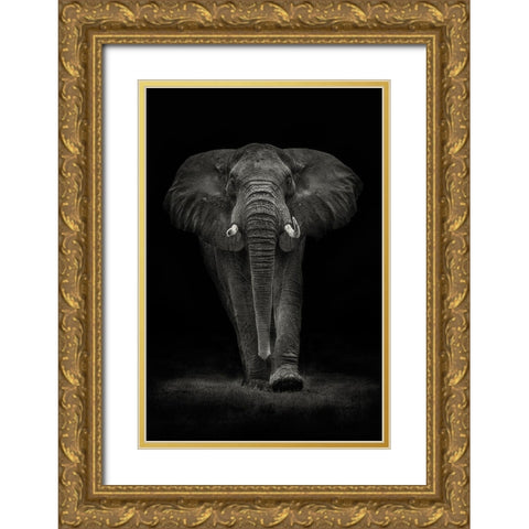 Ngorongoro Bull Gold Ornate Wood Framed Art Print with Double Matting by Moreno, Mario