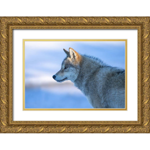 A Vigilant Wolf Gold Ornate Wood Framed Art Print with Double Matting by Z, Bingo