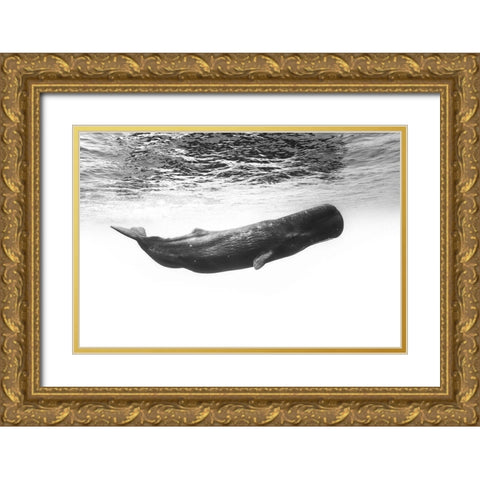 Sperm Whale Gold Ornate Wood Framed Art Print with Double Matting by Gabriel, Barathieu