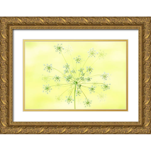 Queen AnneS Lace Gold Ornate Wood Framed Art Print with Double Matting by Parker, Jacky