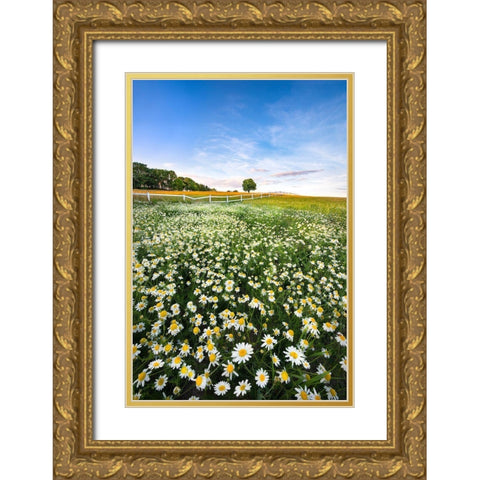 Daisyfield In Sweden Gold Ornate Wood Framed Art Print with Double Matting by Lindsten, Christian
