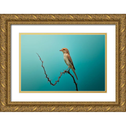 Red Tailed Shrike! Gold Ornate Wood Framed Art Print with Double Matting by Pezeshki, Sina