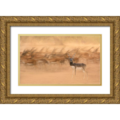 Black Bucks Gold Ornate Wood Framed Art Print with Double Matting by Nayyer Reza, Sayyed