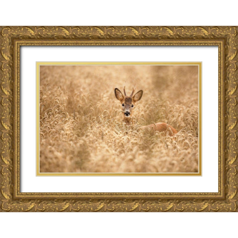 Deer In The Field Gold Ornate Wood Framed Art Print with Double Matting by Wallberg, Allan