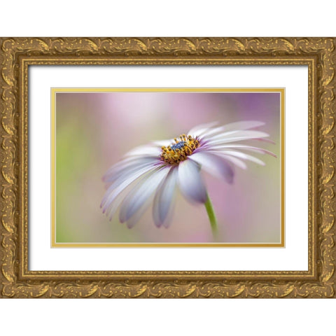 Cape Daisy Gold Ornate Wood Framed Art Print with Double Matting by Parker, Jacky