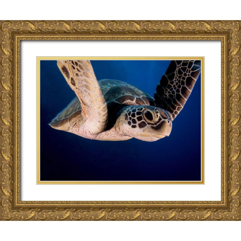 Encounter Of The Turtle Kind Gold Ornate Wood Framed Art Print with Double Matting by Ben Tov, Ilan