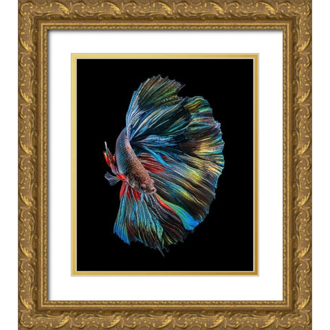 The  Betta Fish Gold Ornate Wood Framed Art Print with Double Matting by Halil, Andi