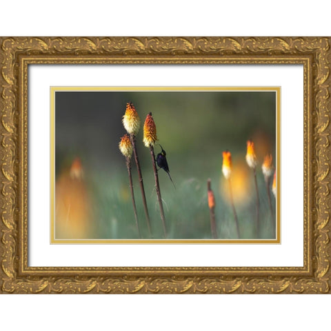 Tacazze Sunbird Gold Ornate Wood Framed Art Print with Double Matting by Marchegiani, Roberto