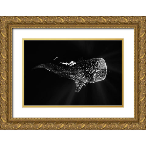 Black And Whale Shark Gold Ornate Wood Framed Art Print with Double Matting by Gabriel, Barathieu
