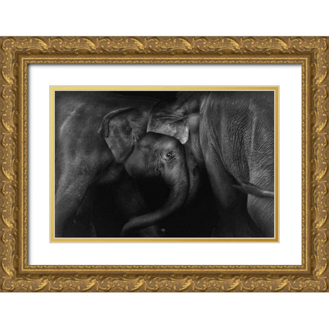 Elephant 2 Gold Ornate Wood Framed Art Print with Double Matting by Ceriali, Claudio