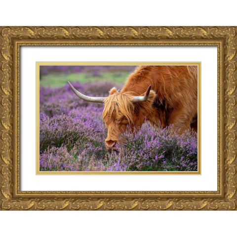 Highland Graze Gold Ornate Wood Framed Art Print with Double Matting by Parker, Jacky