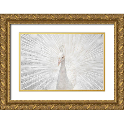 Splendid Whitie Gold Ornate Wood Framed Art Print with Double Matting by Fegari