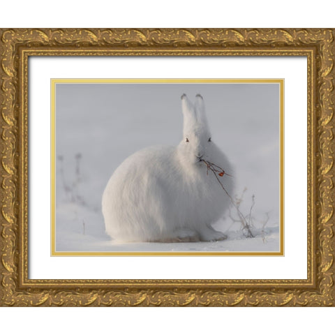 Wild Arctic Hare Gold Ornate Wood Framed Art Print with Double Matting by Marchegiani, Roberto