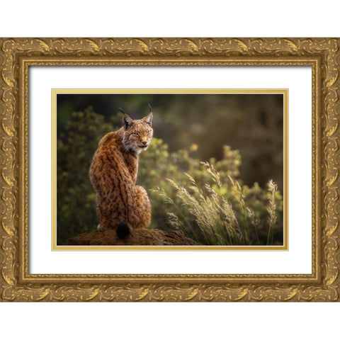 Lynx Fine Art. Gold Ornate Wood Framed Art Print with Double Matting by Saavedra Ruiz, Sergio