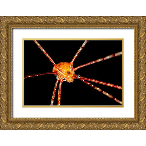 Spider Squat Lobster Gold Ornate Wood Framed Art Print with Double Matting by Gabriel, Barathieu