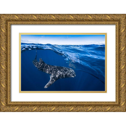 Whale Shark On Split Level Gold Ornate Wood Framed Art Print with Double Matting by Gabriel, Barathieu