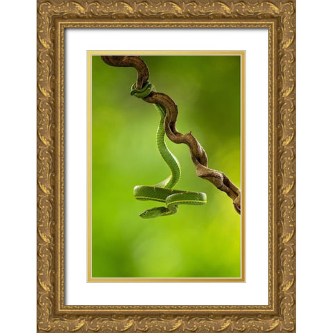 Side-Striped Palm Pitviper Gold Ornate Wood Framed Art Print with Double Matting by Zygmunt, Milan