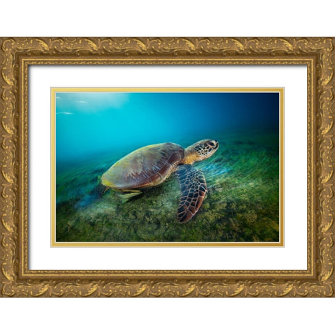 Green Turtle Gold Ornate Wood Framed Art Print with Double Matting by Gabriel, Barathieu