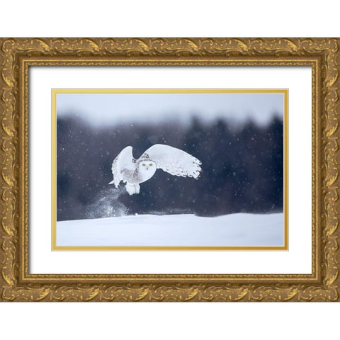 Yellow Eyes Gold Ornate Wood Framed Art Print with Double Matting by Catta, Alessandro