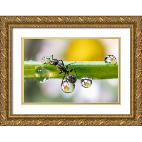 The Ant Between The Drops Gold Ornate Wood Framed Art Print with Double Matting by Caleffi, Emanuele