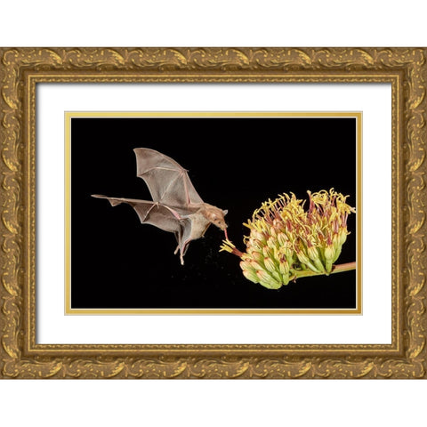 Slurp A Go Gold Ornate Wood Framed Art Print with Double Matting by Hudson, Peter