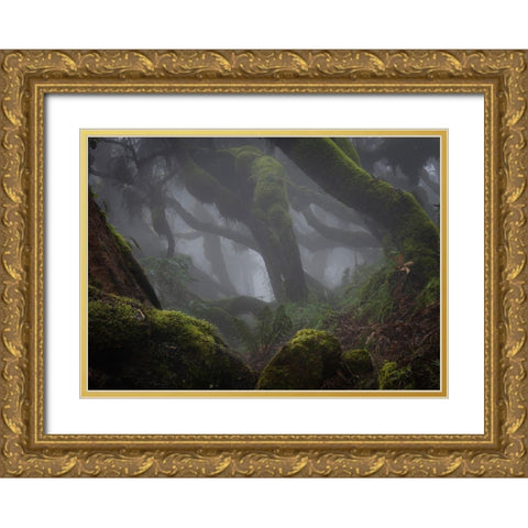 Harenna Forest Gold Ornate Wood Framed Art Print with Double Matting by Marchegiani, Roberto