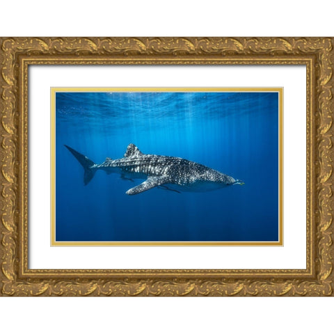 Whale Shark In The Blue Gold Ornate Wood Framed Art Print with Double Matting by Gabriel, Barathieu