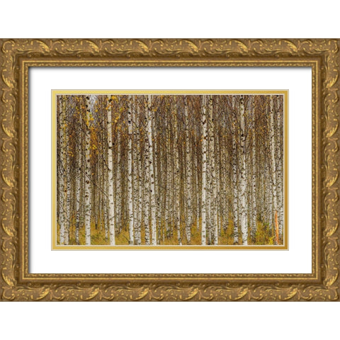 Birches Gold Ornate Wood Framed Art Print with Double Matting by Gustafsson, Torbjorn