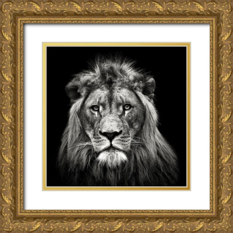 Young Male Lion Gold Ornate Wood Framed Art Print with Double Matting by Meermann, Christian