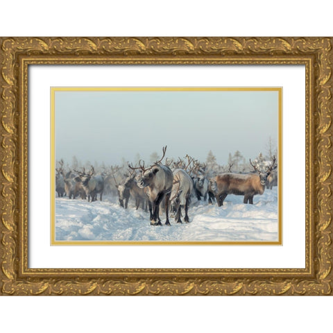 Reindeers Gold Ornate Wood Framed Art Print with Double Matting by Minar, Patrik