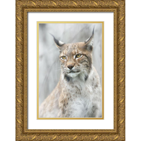 Lynx Portrait In The Fog Gold Ornate Wood Framed Art Print with Double Matting by Pascual Buye, Santiago