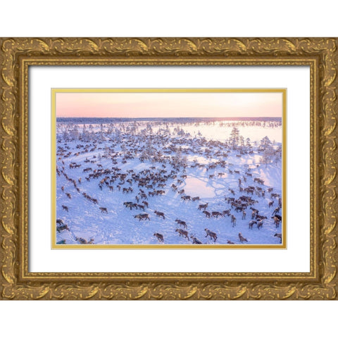 North Of Russia - Wilde Reindeers Gold Ornate Wood Framed Art Print with Double Matting by Minar, Patrik