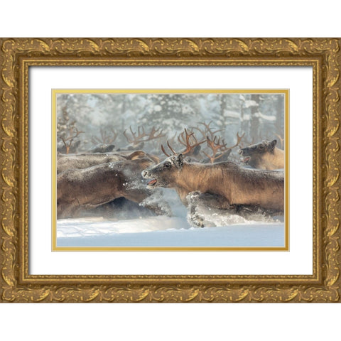 Reindeers Iii Gold Ornate Wood Framed Art Print with Double Matting by Minar, Patrik