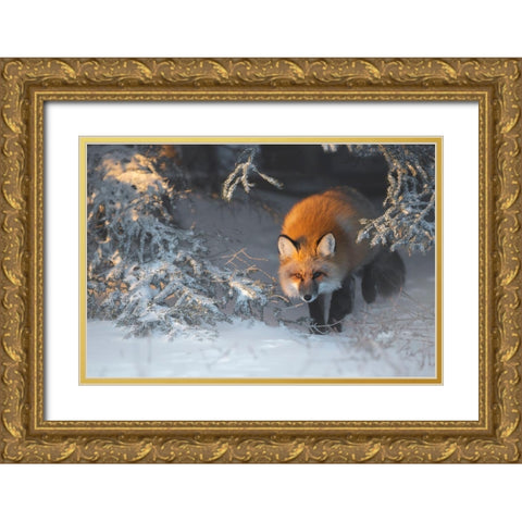 Red Fox Gold Ornate Wood Framed Art Print with Double Matting by Marchegiani, Roberto