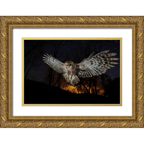 Tawny Owl And The False Fire Gold Ornate Wood Framed Art Print with Double Matting by Moglia, Fabrizio