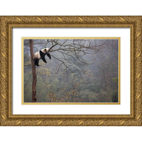 Lazy Panda Gold Ornate Wood Framed Art Print with Double Matting by Catta, Alessandro