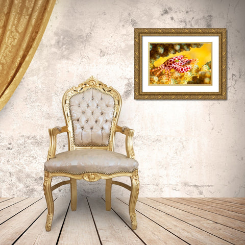 Red -Spotted Guard Crab Gold Ornate Wood Framed Art Print with Double Matting by Gabriel, Barathieu