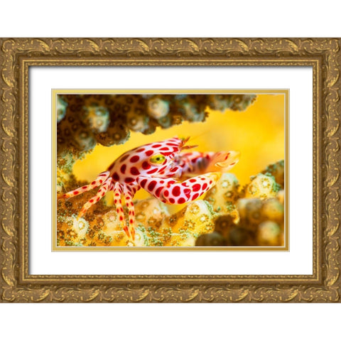 Red -Spotted Guard Crab Gold Ornate Wood Framed Art Print with Double Matting by Gabriel, Barathieu