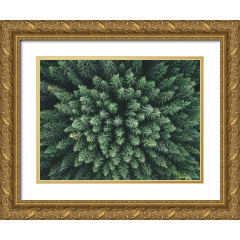 Moody Forest From Above Gold Ornate Wood Framed Art Print with Double Matting by Lindsten, Christian