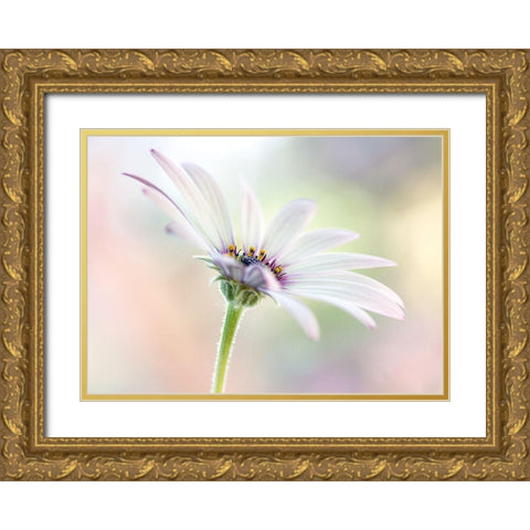 Cape Daisy Gold Ornate Wood Framed Art Print with Double Matting by Disher, Mandy
